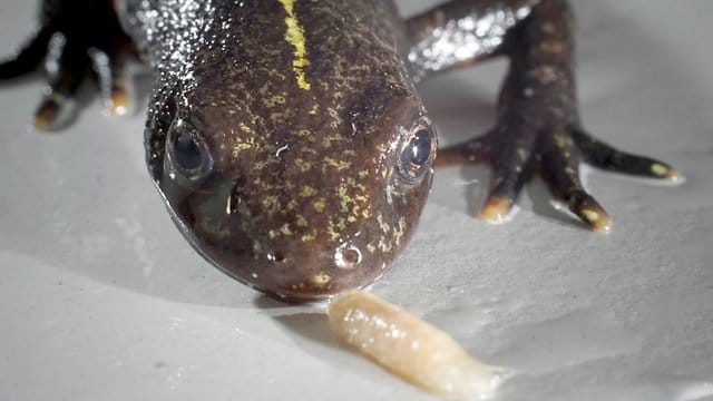 Ein Alpen-Kammmolch (Triturus carnifex) am Institut für Zoologie und Evolutionsforschung der Universität Jena. Ein Alpen-Kammmolch (Triturus carnifex) am Institut für Zoologie und Evolutionsforschung der Universität Jena.