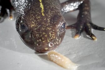 Ein Alpen-Kammmolch (Triturus carnifex) am Institut für Zoologie und Evolutionsforschung der Universität Jena.