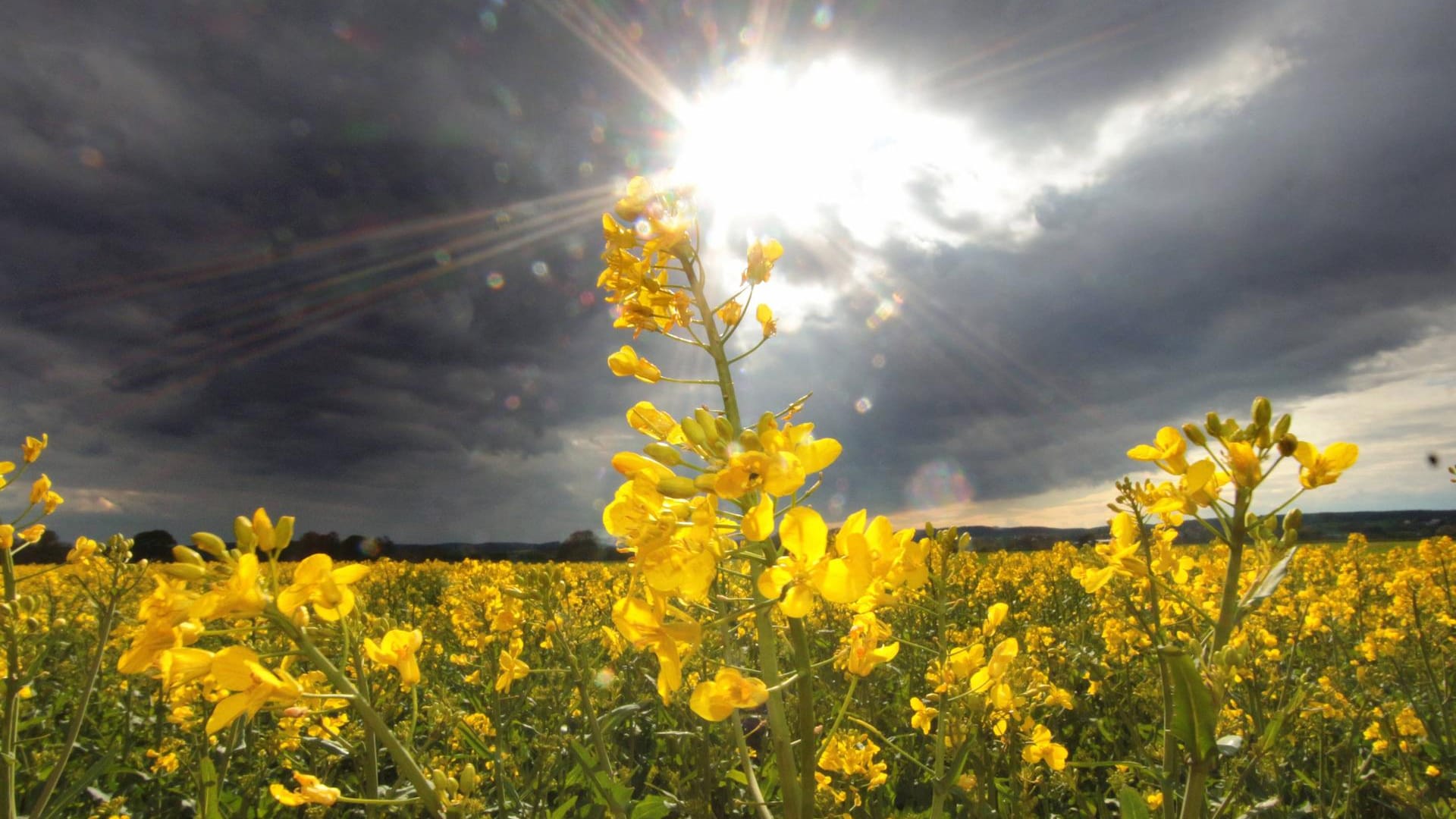 Blühender Raps vor dunklen Regenwolken: Der Frühling startet in Deutschland wechselhaft.