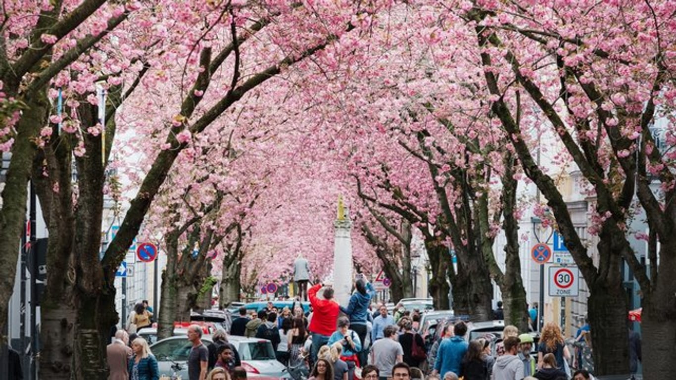 Auf der Heerstraße in Bonn blühen die Kirschbäume.