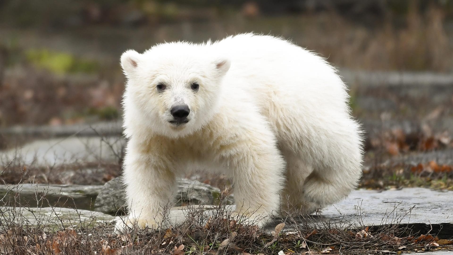 Die kleine, noch namenlose Eisbärin macht ihre erste Erkundungstour im Tierpark.