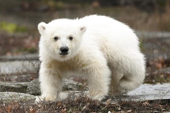 Die kleine, noch namenlose Eisbärin macht ihre erste Erkundungstour im Tierpark.