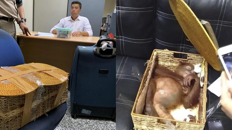 Das Orang-Utan-Baby liegt betäubt in einem Korb. Der Affe wurde im Gepäck eines Russen gefunden.
