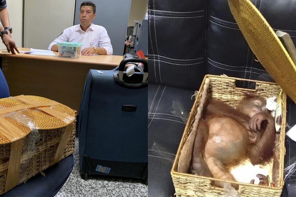 Das Orang-Utan-Baby liegt betäubt in einem Korb. Der Affe wurde im Gepäck eines Russen gefunden.