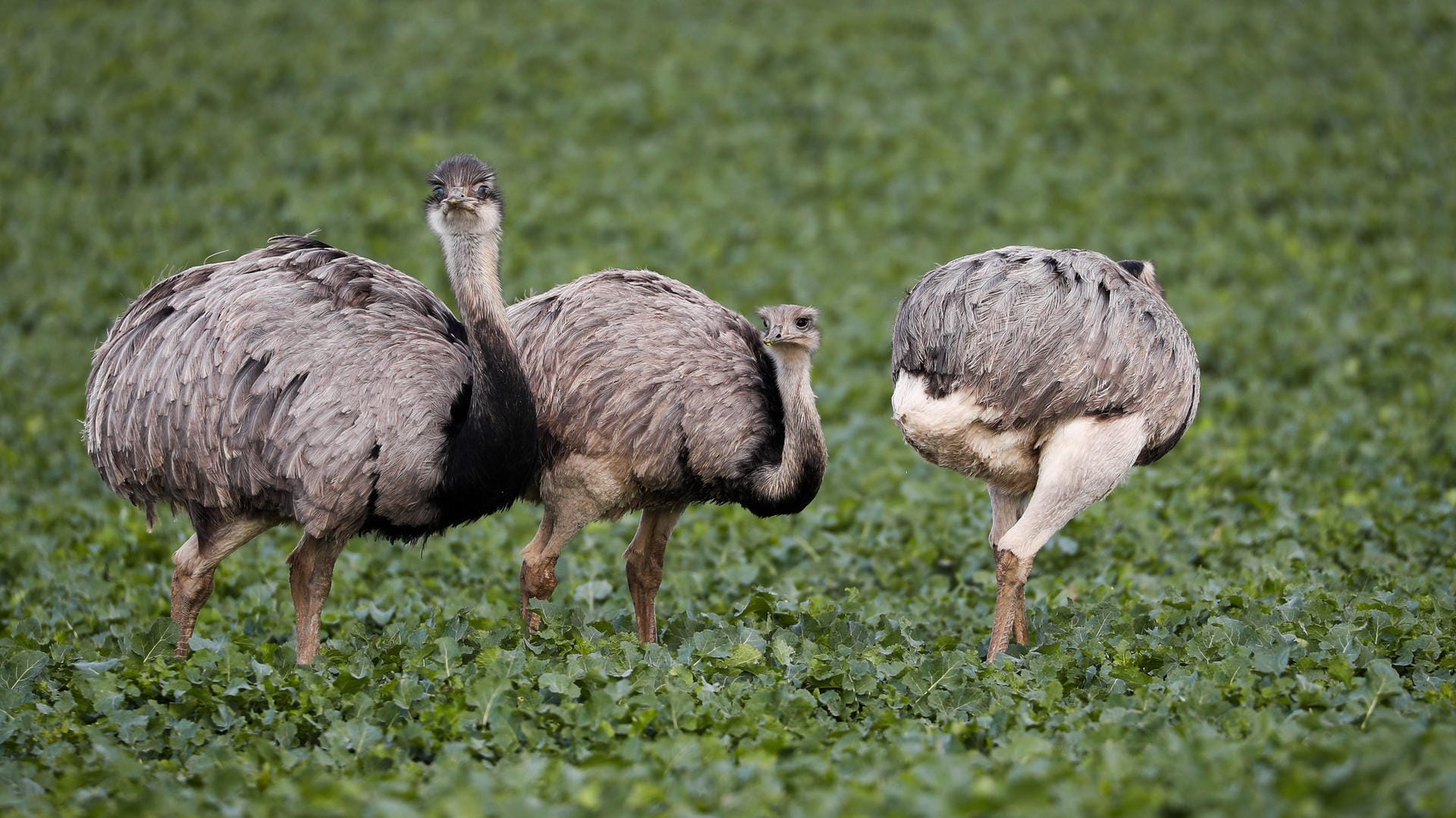 Nandus stehen auf einem Feld: Im Grenzland von Mecklenburg-Vorpommern und Schleswig-Holstein hat sich in den vergangenen zwei Jahrzehnten die einzige wildlebende Nandu-Population Europas fest etabliert.