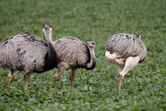 Nandus stehen auf einem Feld: Im Grenzland von Mecklenburg-Vorpommern und Schleswig-Holstein hat sich in den vergangenen zwei Jahrzehnten die einzige wildlebende Nandu-Population Europas fest etabliert.