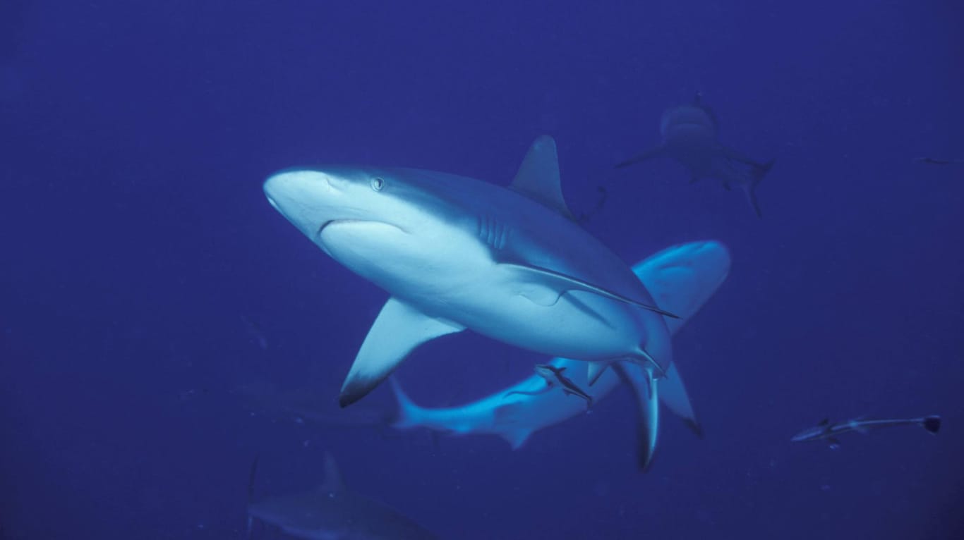 Haie im Great Barrier Reef in Australien: Australien zählt zu den Ländern mit den weltweit meisten Hai-Angriffen, Todesopfer sind aber selten.