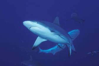 Haie im Great Barrier Reef in Australien: Australien zählt zu den Ländern mit den weltweit meisten Hai-Angriffen, Todesopfer sind aber selten.