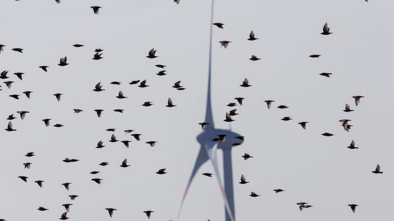 Ein Schwarm Stare vor einer Windkraftanlage: Auch viele Vögel fallen den Windrädern zum Opfer.