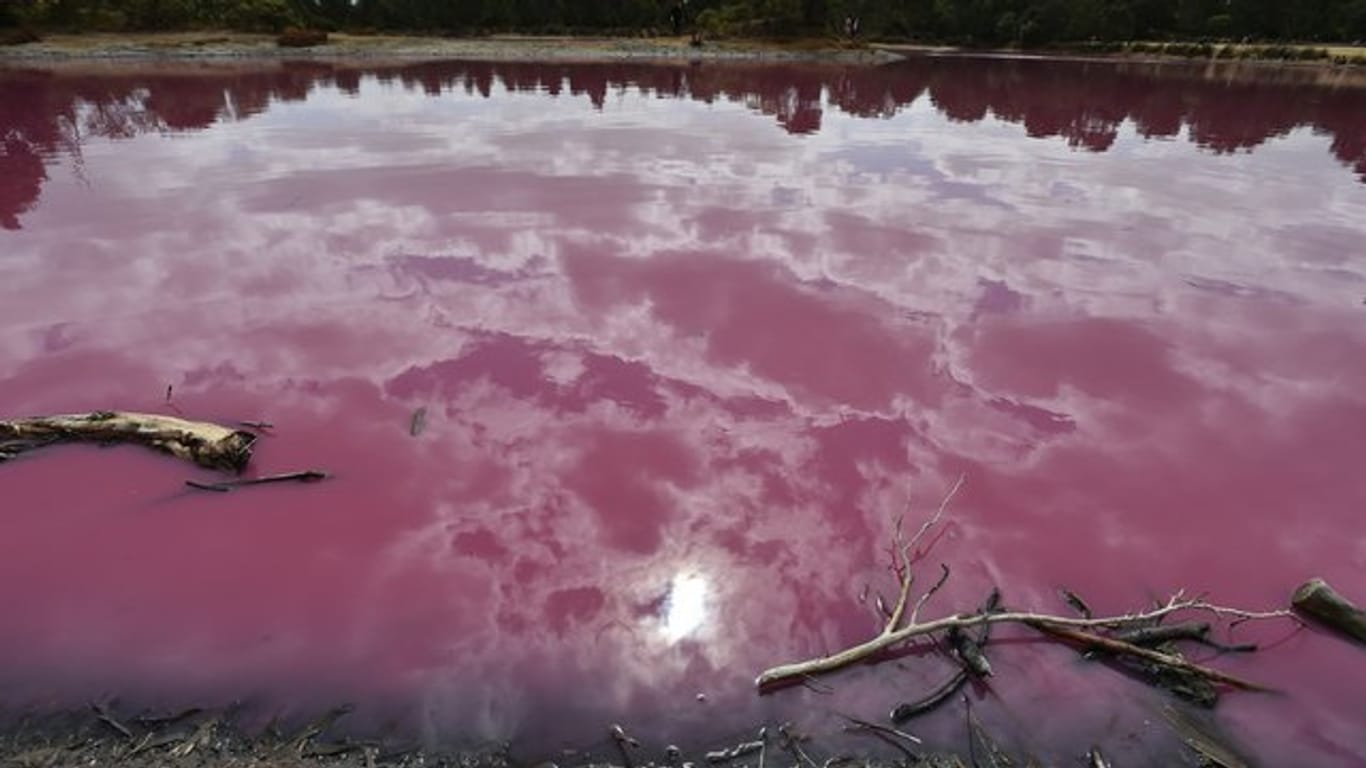 Blick auf den pink gefärbten See im Westgate Park von Melbourne (Australien).