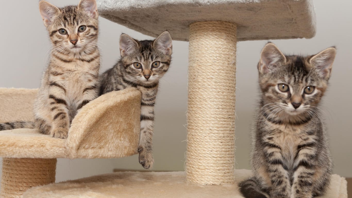 Drei kleine graugetigerte Katzen auf einem Katzenkratzbaum