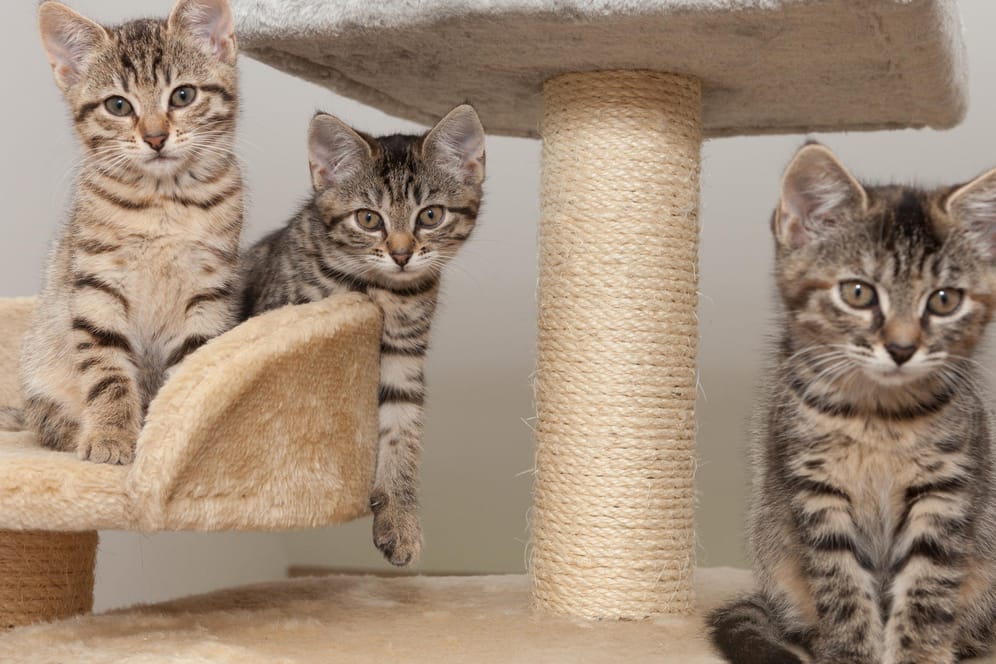 Drei kleine graugetigerte Katzen auf einem Katzenkratzbaum