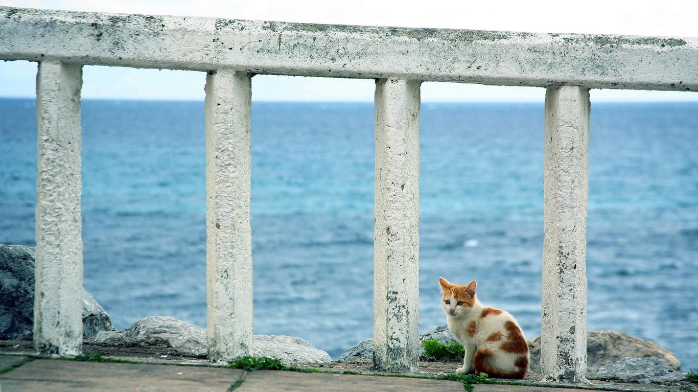 Kluger Streuner (Symbolbild): Eine Katze in Not ist von alleine in eine Polizeistation auf Zypern gelaufen und bekam dort Hilfe.
