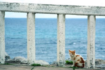Kluger Streuner (Symbolbild): Eine Katze in Not ist von alleine in eine Polizeistation auf Zypern gelaufen und bekam dort Hilfe.