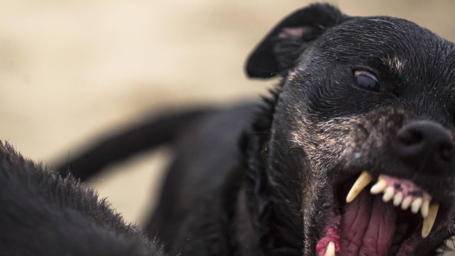 Aggressiver Hund: Ein zweijähriges Kind wurde schwer verletzt. (Symbolbild)