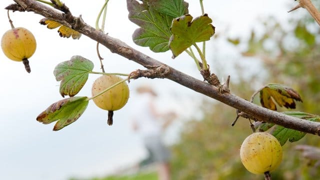 Stachelbeeren droht die Infektion mit einem besonderen Pilz, dem Amerikanischen Stachelbeermehltau.