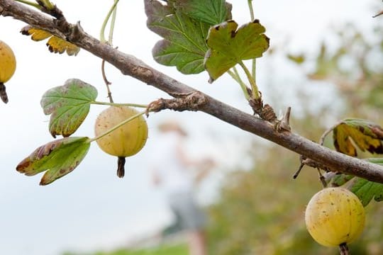 Stachelbeeren droht die Infektion mit einem besonderen Pilz, dem Amerikanischen Stachelbeermehltau.