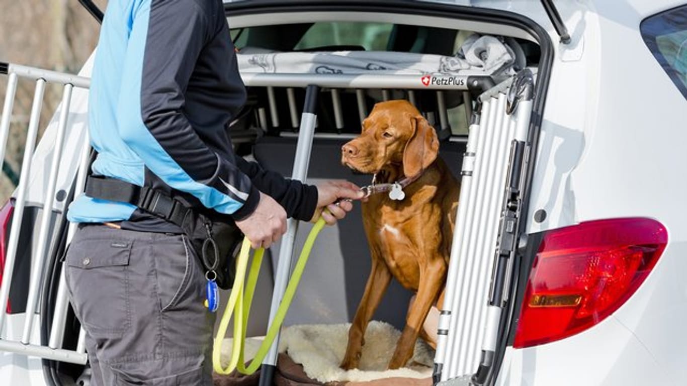 So kommen Autofahrer und Vierbeiner heil ans Ziel: Zum Schutz vor schweren Verletzungen sollten Haustiere nur gut gesichert im Fahrzeug mitfahren.