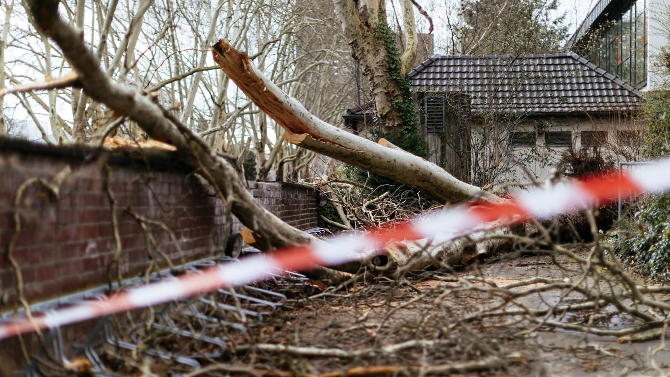 Bei Fällarbeiten ist ein Mann in Niederbayern von einem Baum erschlagen worden. (Symbolbild)