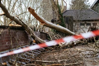 Bei Fällarbeiten ist ein Mann in Niederbayern von einem Baum erschlagen worden. (Symbolbild)