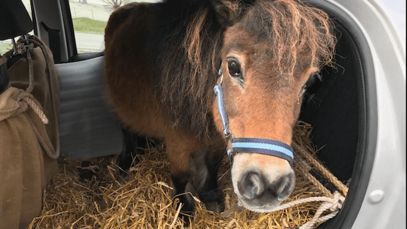 Ungewöhnlicher Mitfahrer: Ein Rentner in Oberösterreich hat ein Pony auf der Rückbank seines Fiat Punto transportiert.