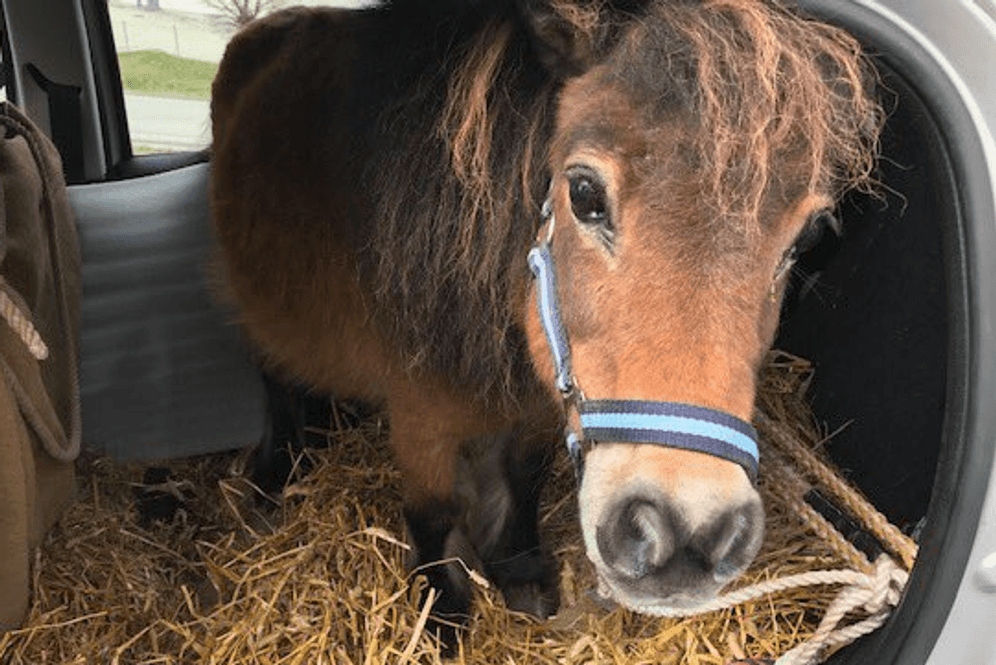 Ungewöhnlicher Mitfahrer: Ein Rentner in Oberösterreich hat ein Pony auf der Rückbank seines Fiat Punto transportiert.
