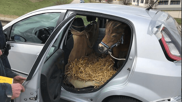 Statt Rückbank Stroh: Pony "Nelke" darf weiterfahren.