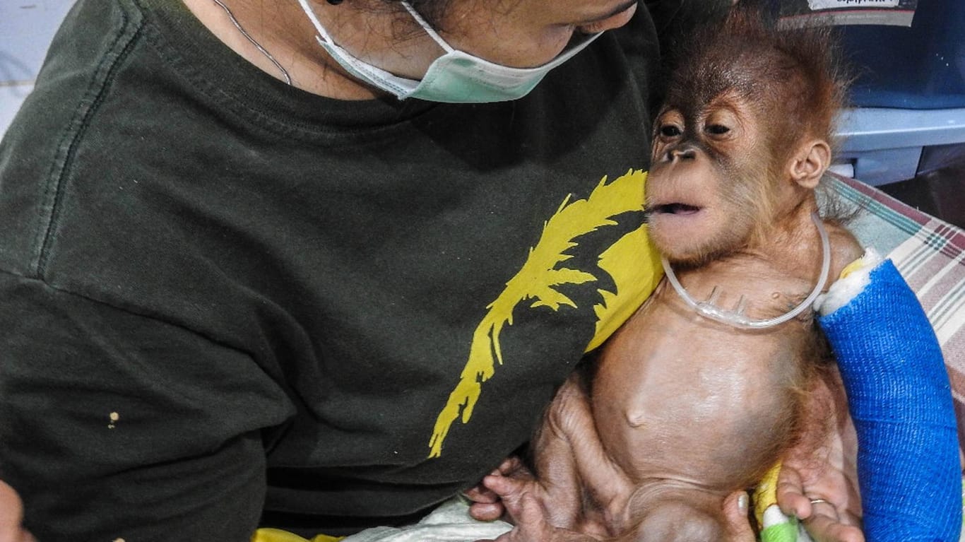 Ein Orang-Utan-Baby nach seiner Rettung: Durch die illegalen Rodungen verlieren die Tiere ihren Lebensraum.