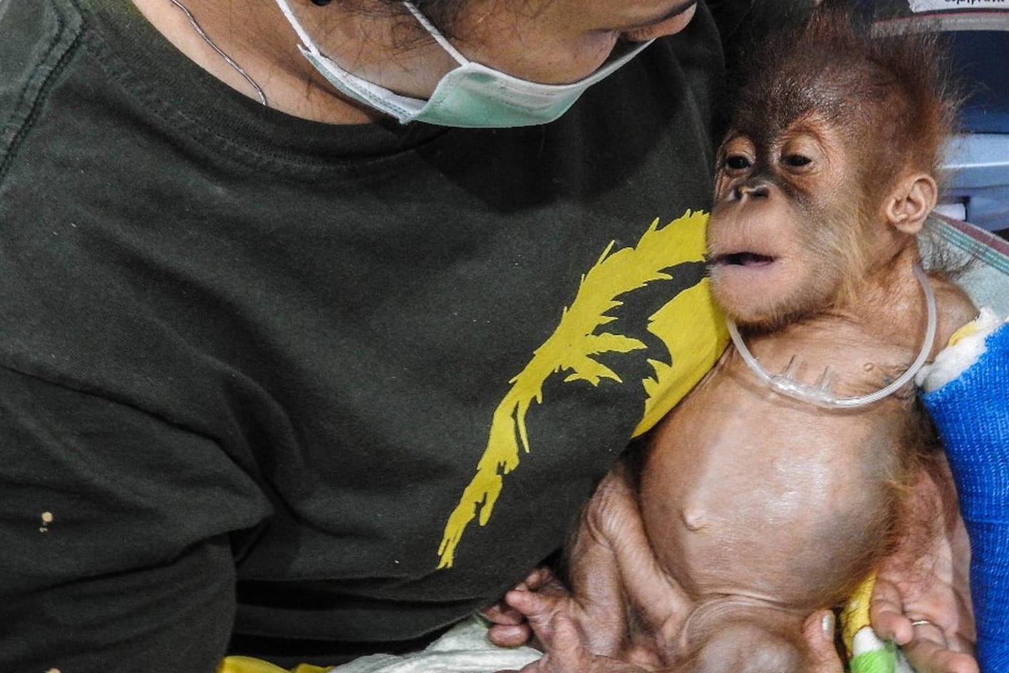 Ein Orang-Utan-Baby nach seiner Rettung: Durch die illegalen Rodungen verlieren die Tiere ihren Lebensraum.