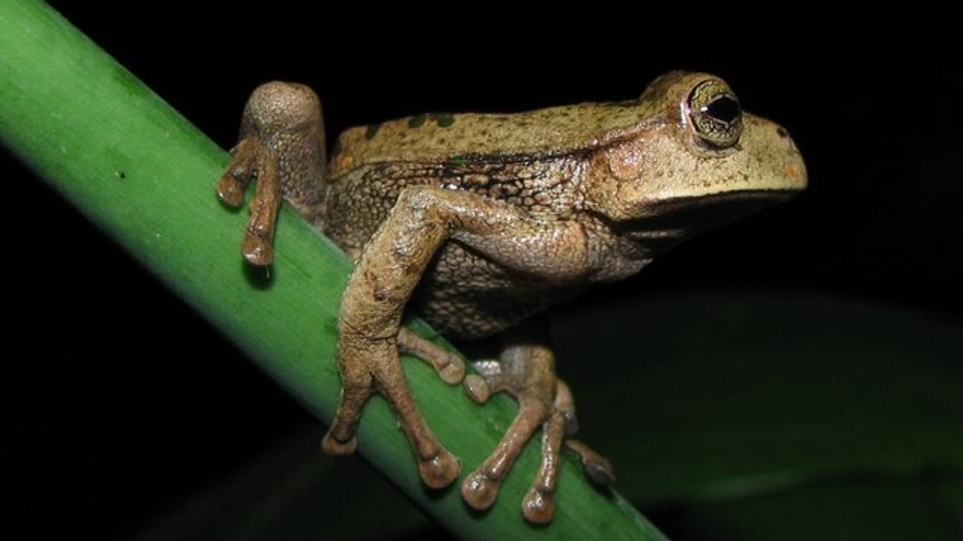 "Espada's Marsupial Frog" (Gastrotheca testudinea) in der peruanischen Provinz Chachapoyas.