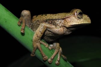 "Espada's Marsupial Frog" (Gastrotheca testudinea) in der peruanischen Provinz Chachapoyas.