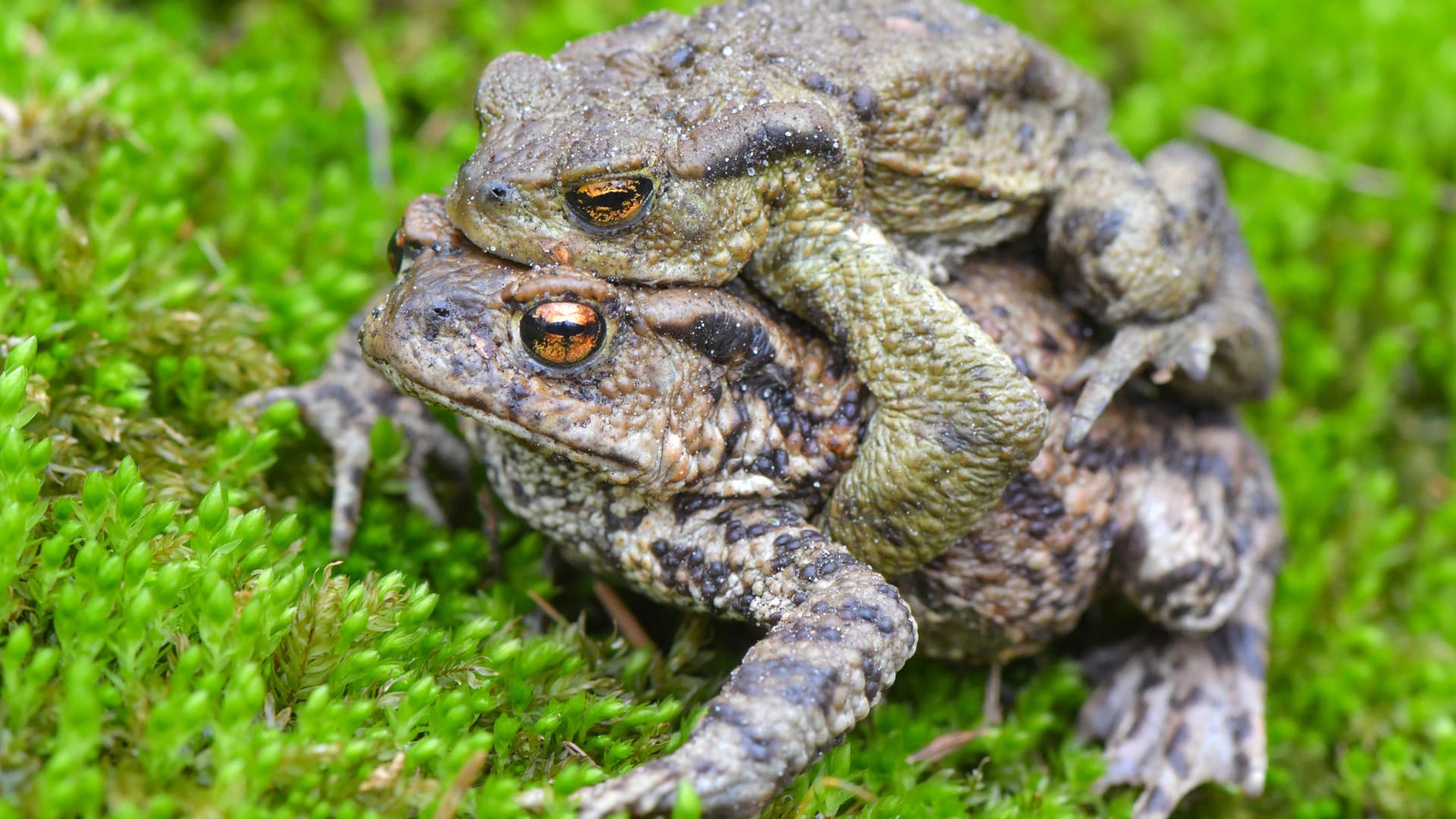 Ein Erdkrötenpaar, in der Wissenschaft auch als Bufo bufo bekannt, am Rand eines Tümpels Ein Erdkrötenpaar, in der Wissenschaft auch als Bufo bufo bekannt, am Rand eines Tümpels