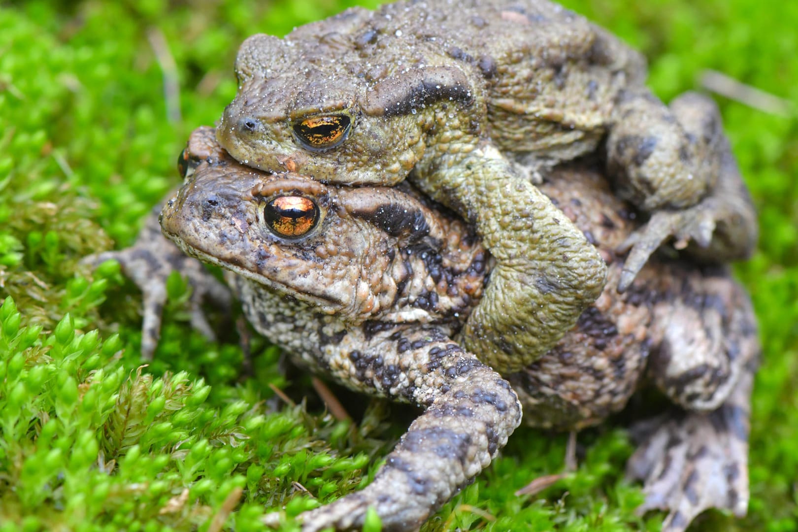 Ein Erdkrötenpaar, in der Wissenschaft auch als Bufo bufo bekannt, am Rand eines Tümpels