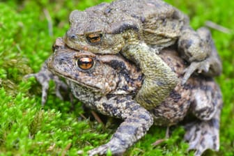 Ein Erdkrötenpaar, in der Wissenschaft auch als Bufo bufo bekannt, am Rand eines Tümpels