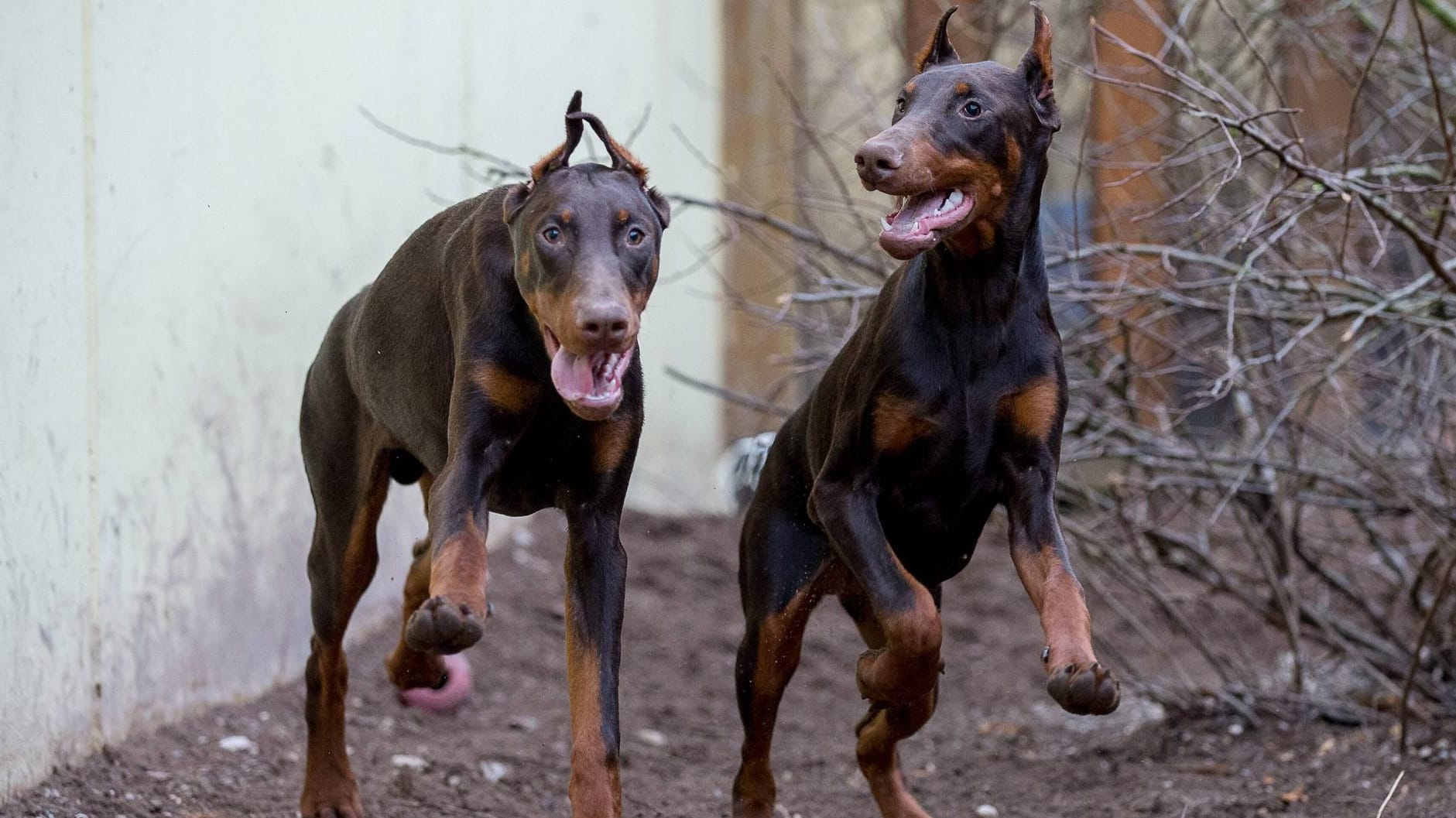 Dobermänner beim Toben: Zwei Hunde haben in Halle (Saale) ein Mädchen angegriffen. Sie trugen Maulkörbe, waren aber nicht angeleint. (Symbolfoto)