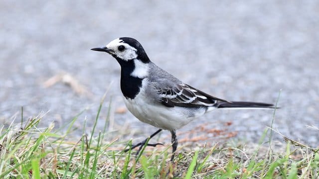 Eine Bachstelze an einem Wegesrand in Brandenburg.