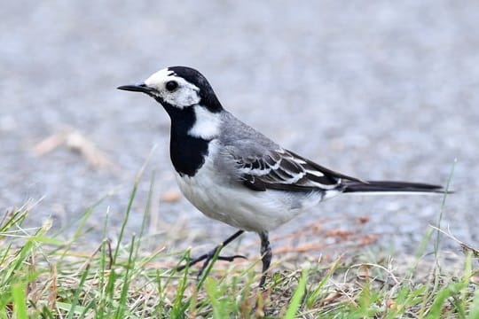 Eine Bachstelze an einem Wegesrand in Brandenburg.