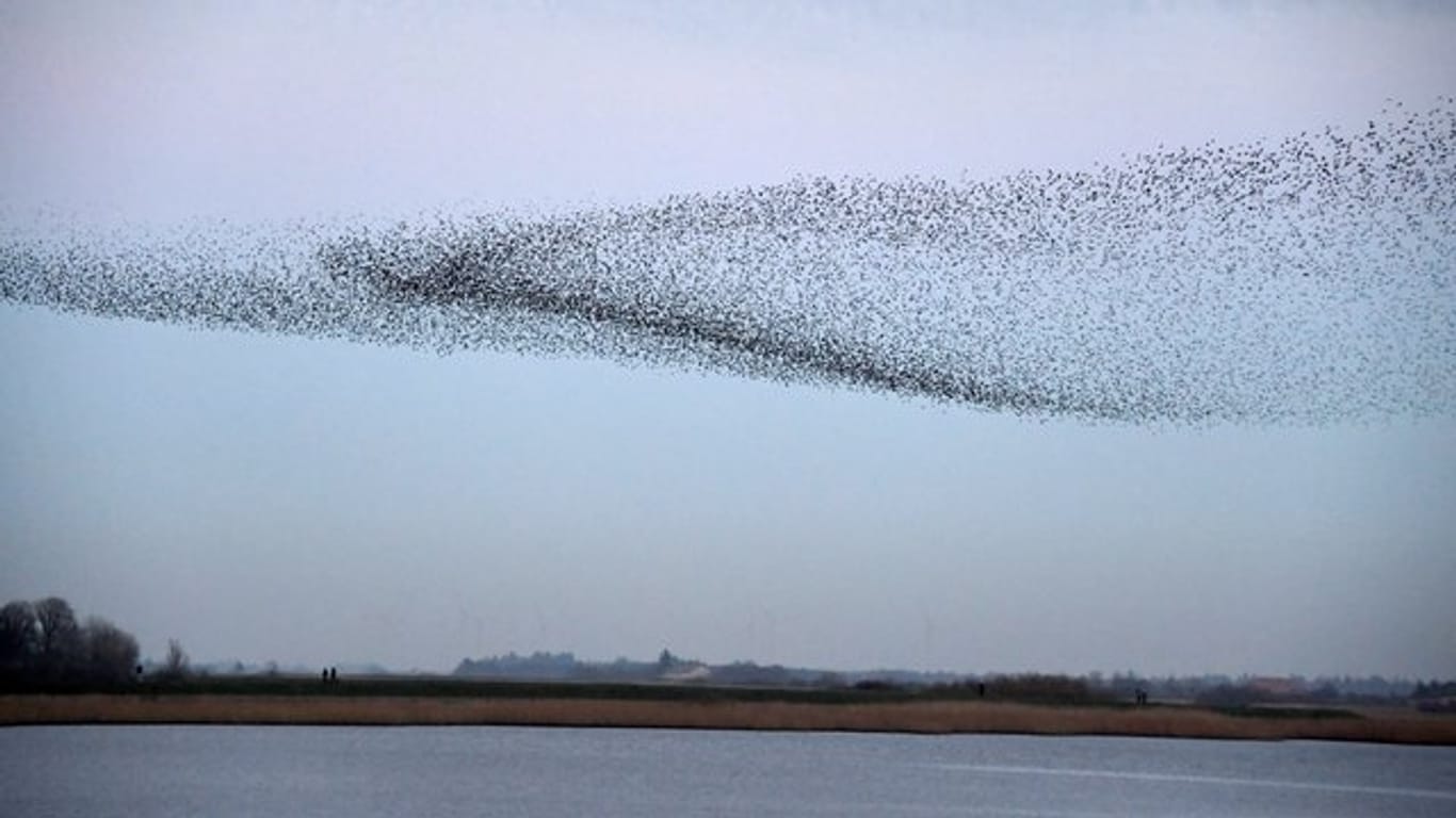 Tausende von Staren fliegen in einem Schwarm über die Wiesen am Ruttebüller See im deutsch-dänischen Grenzebiet.