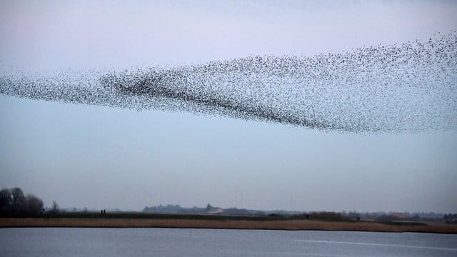 Tausende von Staren fliegen in einem Schwarm über die Wiesen am Ruttebüller See im deutsch-dänischen Grenzebiet. Tausende von Staren fliegen in einem Schwarm über die Wiesen am Ruttebüller See im deutsch-dänischen Grenzebiet.