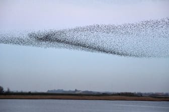 Tausende von Staren fliegen in einem Schwarm über die Wiesen am Ruttebüller See im deutsch-dänischen Grenzebiet.