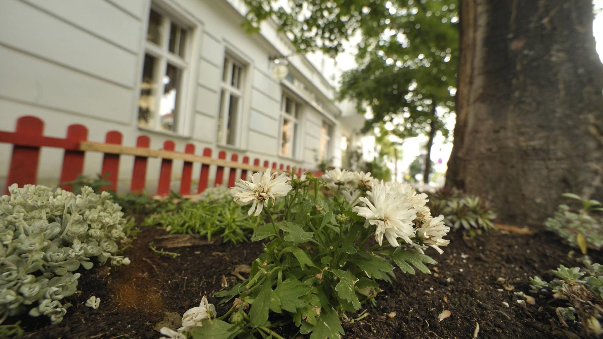 Blumenbeet in Berlin: Ein Kind stürzte aus dem dritten Obergeschoss. (Symbolbild)