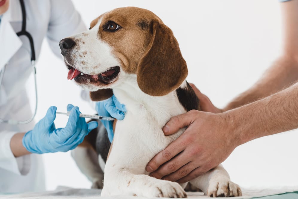 Hund beim Tierarzt: Behandlungen von Haustieren können schnell teuer werden – in manchen Fällen lohnt sich eine Versicherung.
