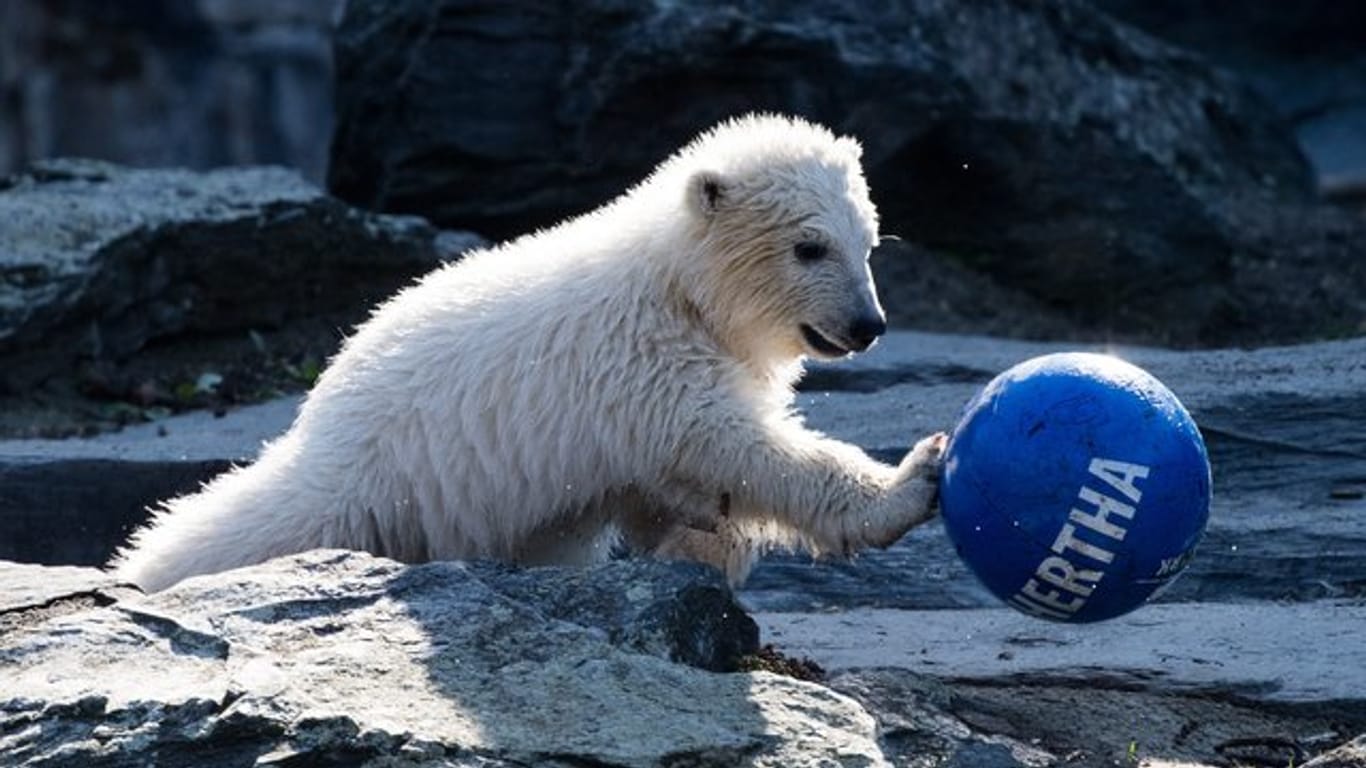 Die kleine Eisbärin Hertha spielt gerne mit Bällen.
