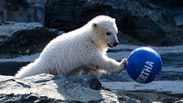 Die kleine Eisbärin Hertha spielt gerne mit Bällen.