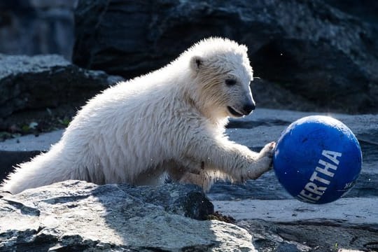 Die kleine Eisbärin Hertha spielt gerne mit Bällen.