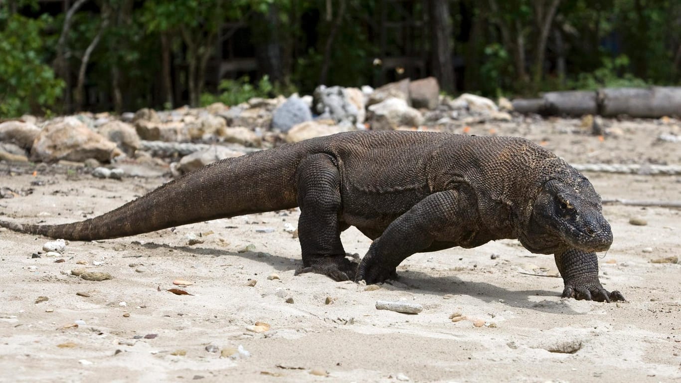 Indonesien will Komodo zum Schutz der Warane ein Jahr lang dicht machen.