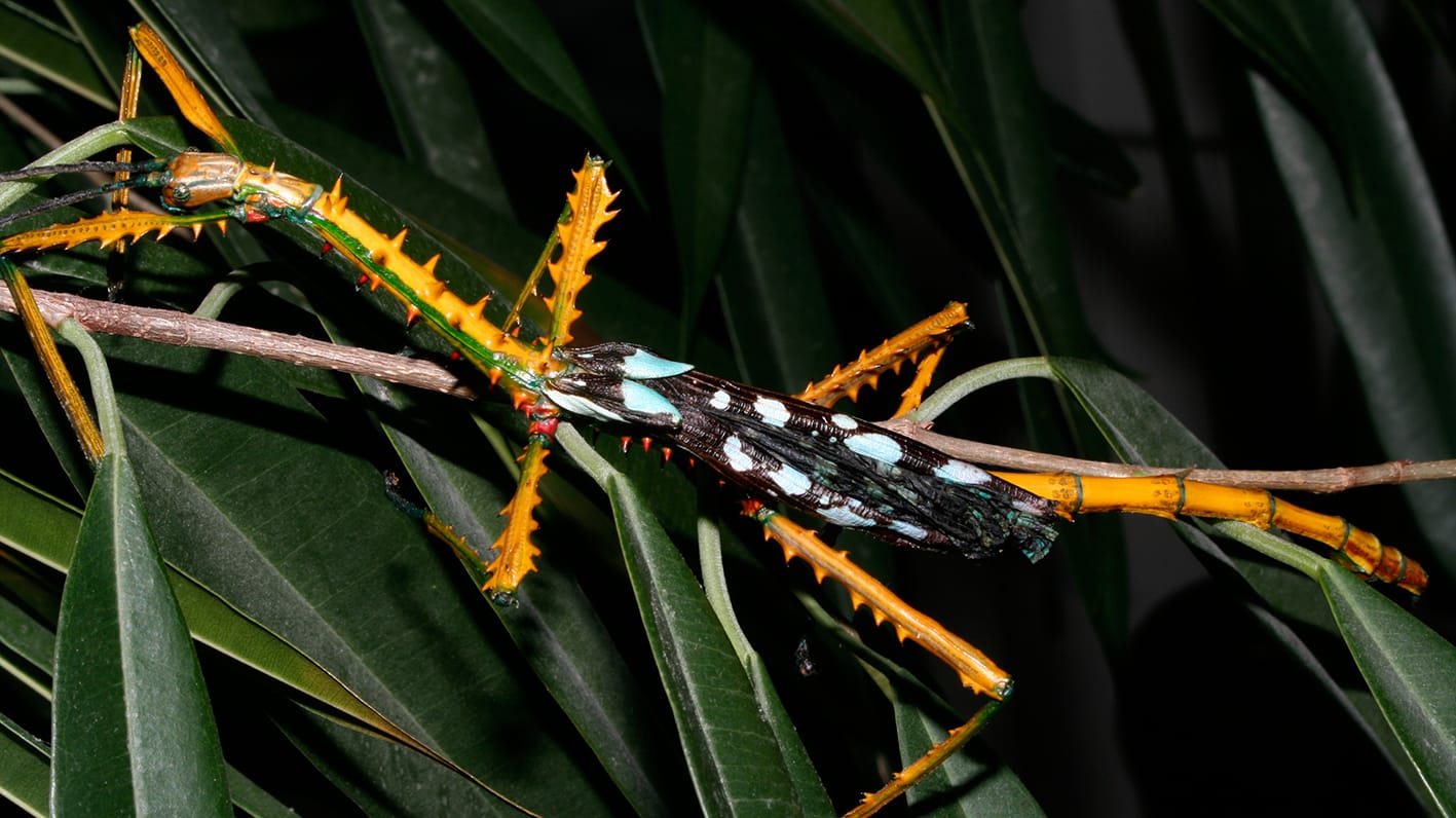 Das Männchen von Achrioptera maroloko: Forscher haben auf Madagaskar zwei neue Riesenstabschrecken identifiziert.