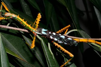 Das Männchen von Achrioptera maroloko: Forscher haben auf Madagaskar zwei neue Riesenstabschrecken identifiziert.