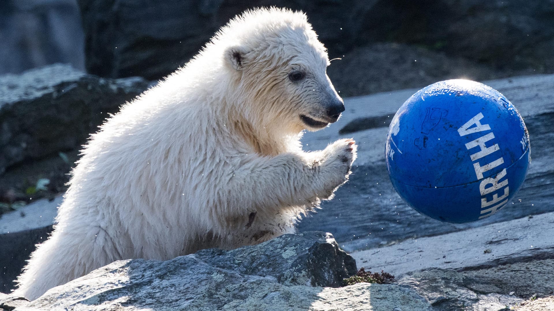 Hertha spielt: Die kleine Eisbärin tobt durch das Freigehege im Tierpark Berlin.