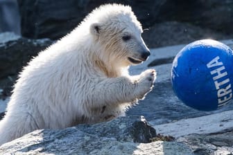 Hertha spielt: Die kleine Eisbärin tobt durch das Freigehege im Tierpark Berlin.